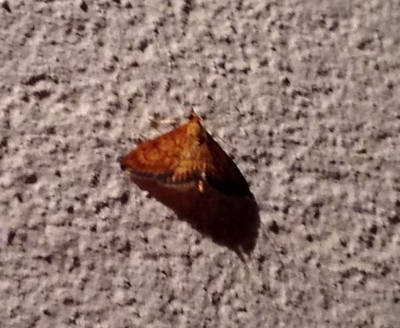 Ecpyrrhorrhoe rubiginalis - rozsdavörös tűzmoly