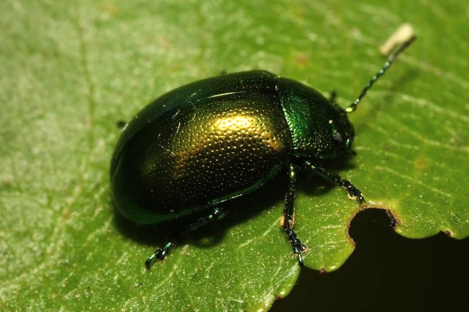 Chrysolina herbacea - zöld mentalevelész