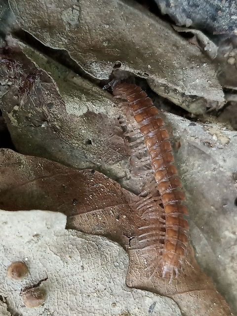 Polydesmus