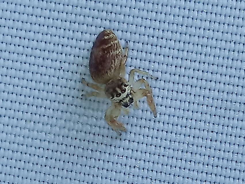 Macaroeris nidicolens - fészkes ugrópók
