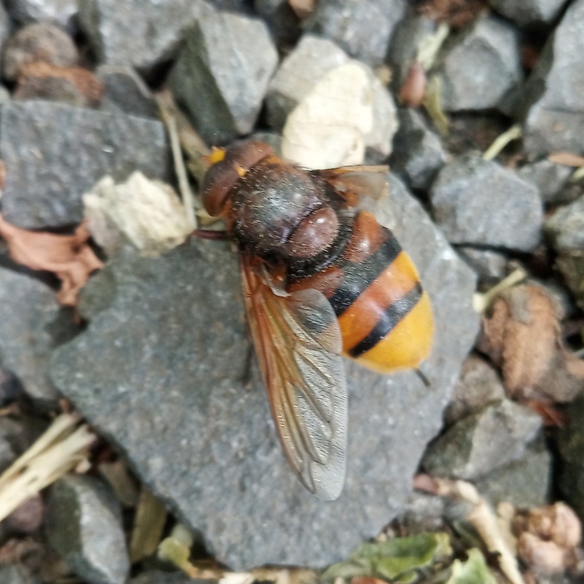 Volucella zonaria - kétöves pihelégy