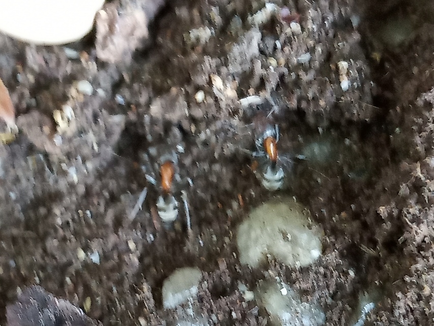 Liometopum microcephalum - tölgyfahangya