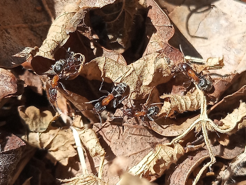 Liometopum microcephalum - tölgyfahangya