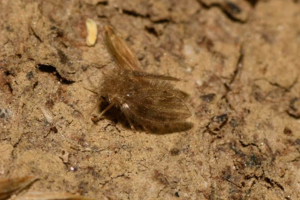 Tinearia