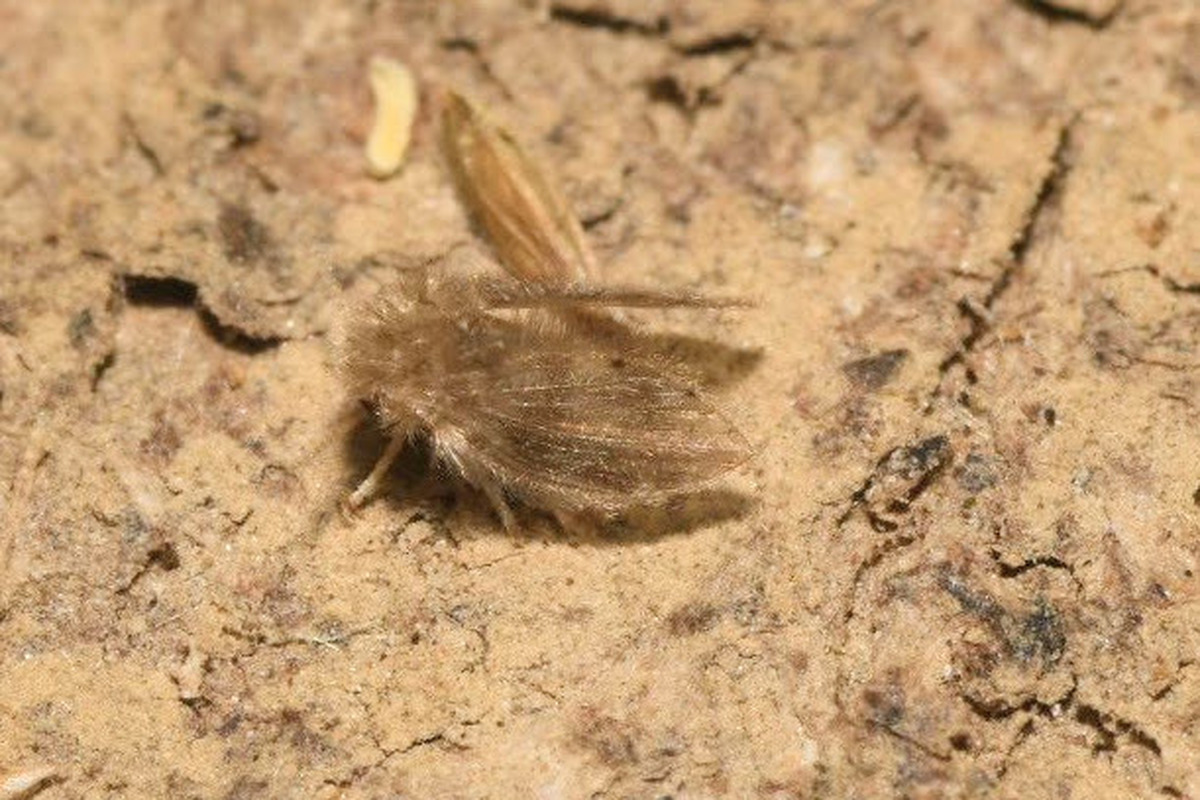 Tinearia
