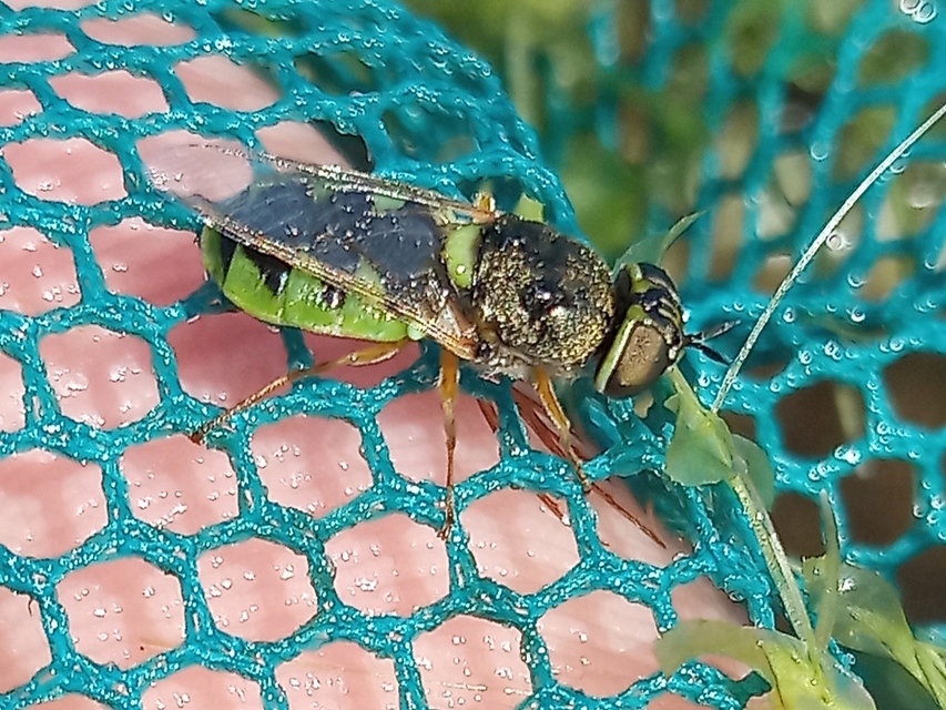 Odontomyia