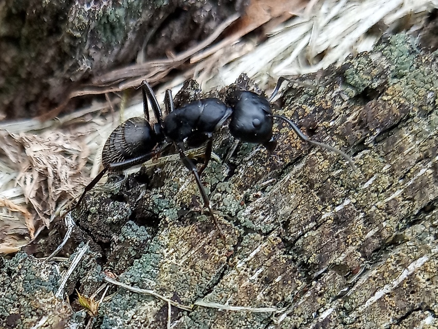 Camponotus vagus - fekete lóhangya
