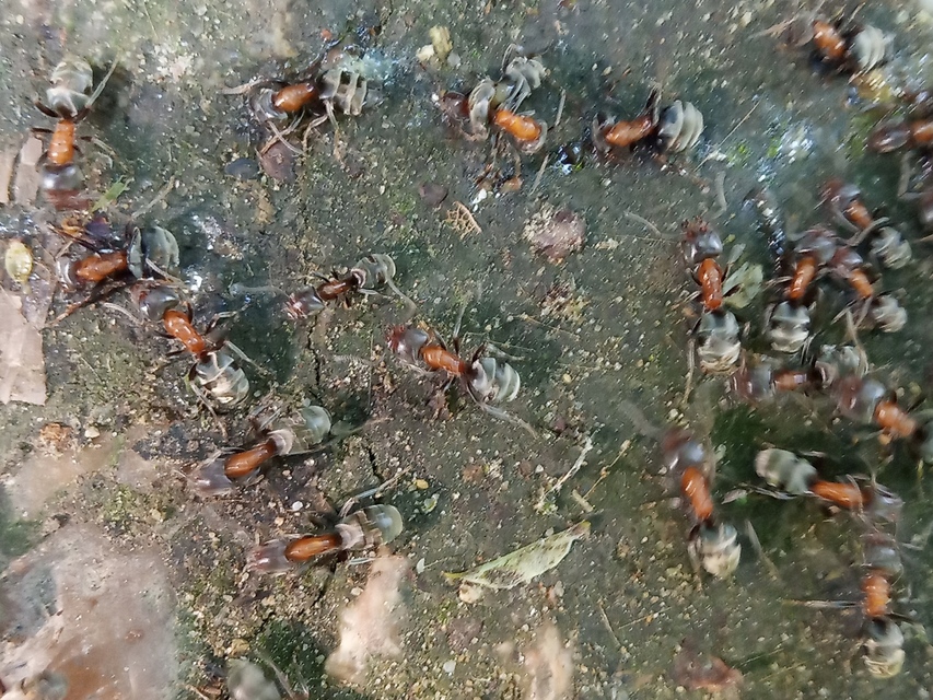 Liometopum microcephalum - tölgyfahangya