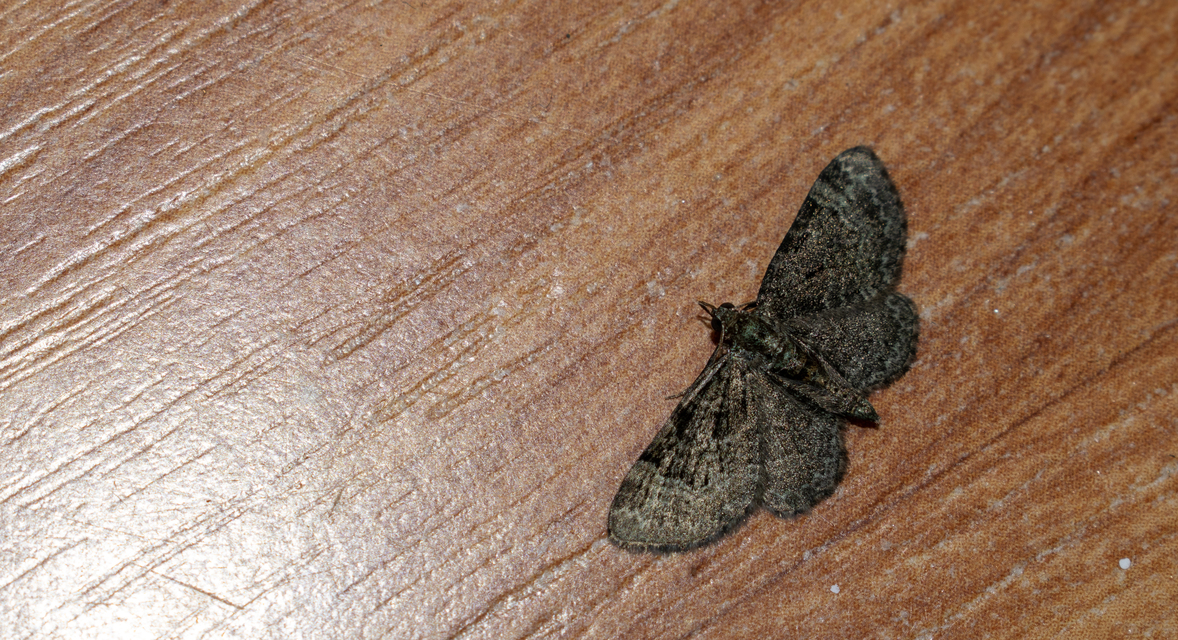 Pasiphila rectangulata - almavirág-araszoló