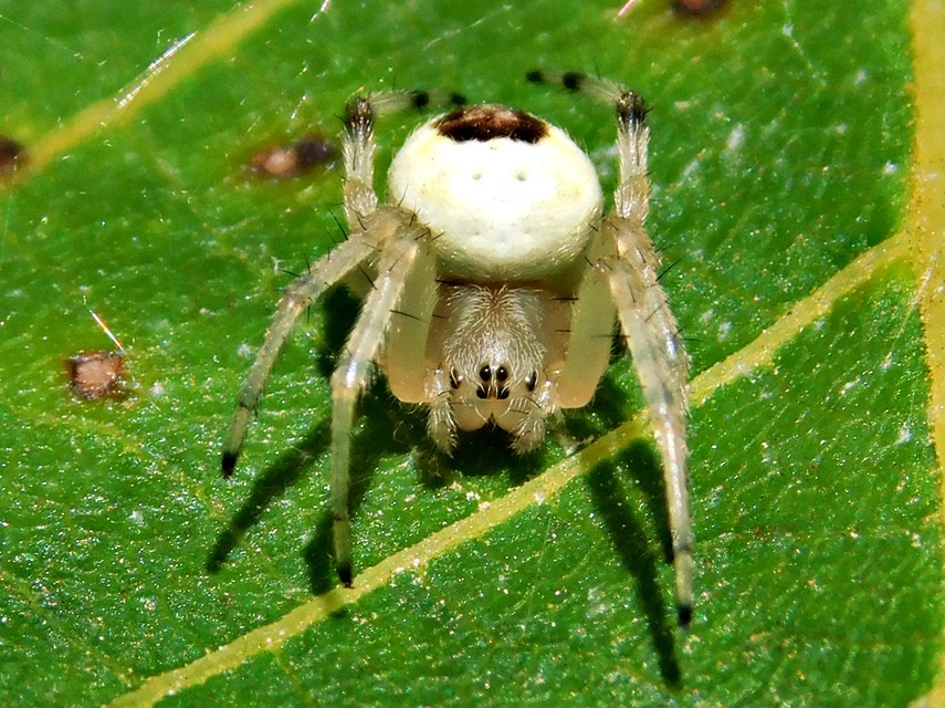 Araneus marmoreus - márványos keresztespók
