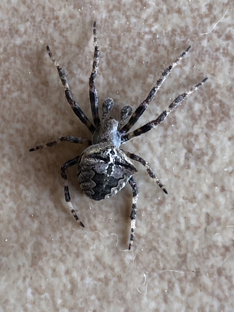 Araneus circe/angulatus