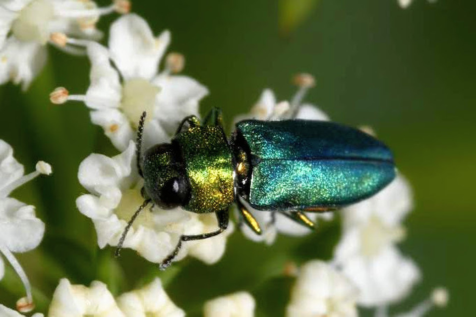 Anthaxia nitidula - ragyogó virágdíszbogár