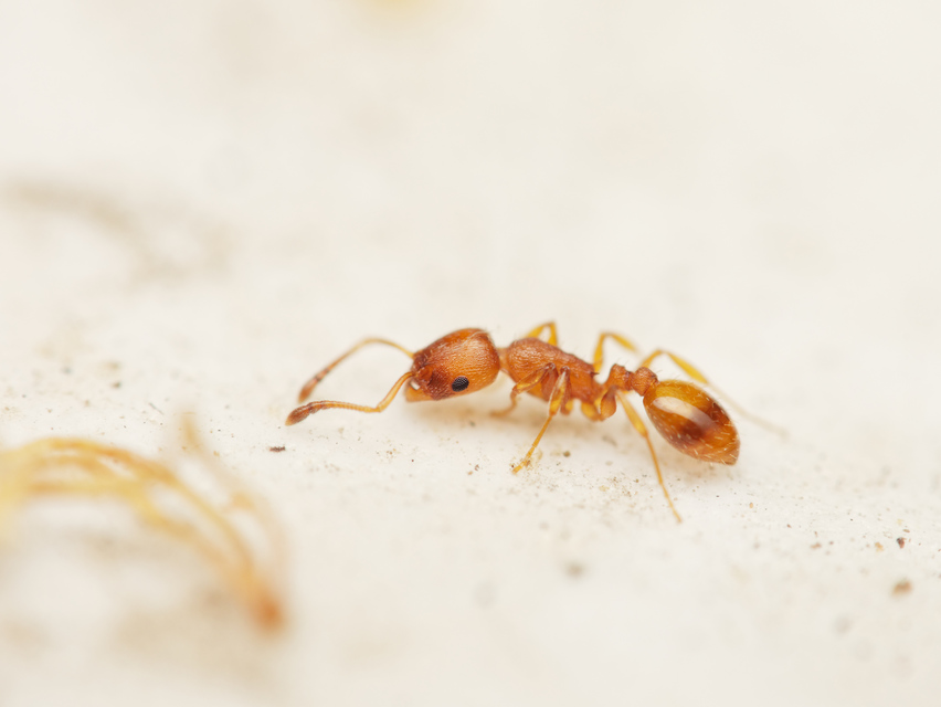 Temnothorax unifasciatus - gyűrűs kéreghangya