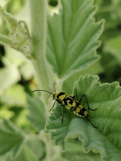 Chlorophorus varius - díszes darázscincér