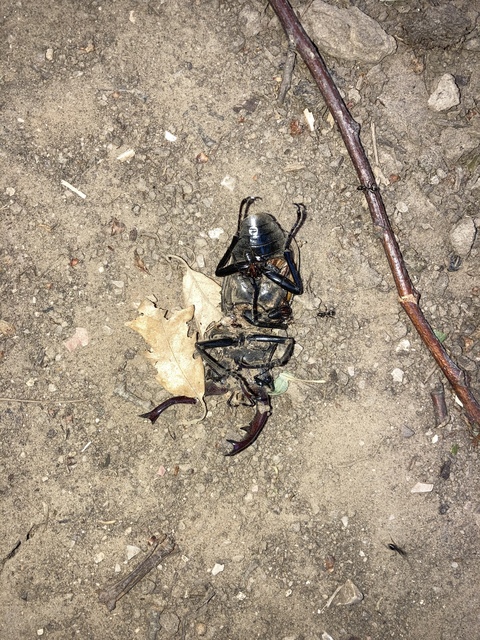 Lucanus cervus - nagy szarvasbogár