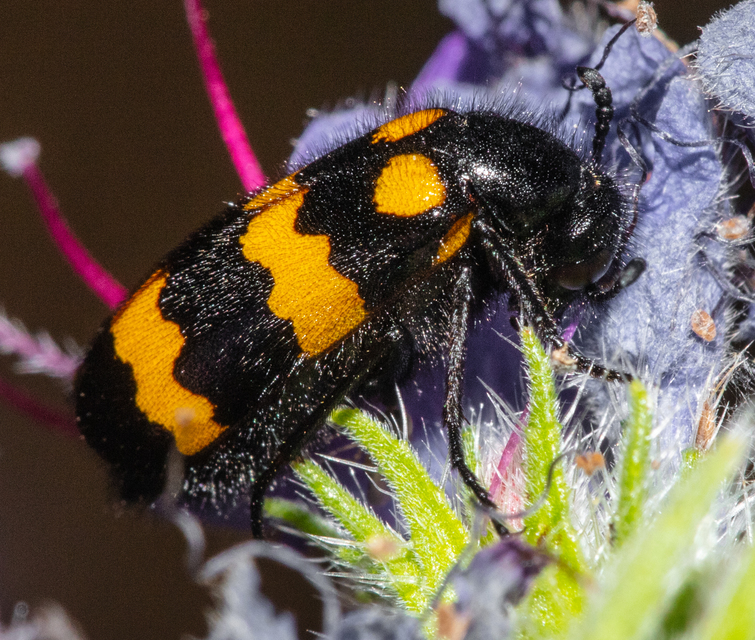 Mylabris variabilis - szalagos hólyaghúzó Mylabris variabilis - szalagos hólyaghúzó