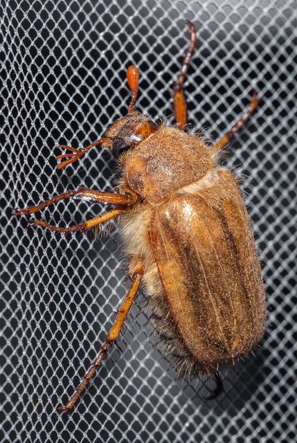 Amphimallon solstitiale - bordás sárgacserebogár