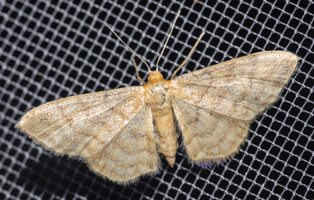 Idaea fuscovenosa - szürkeszélű apróaraszoló