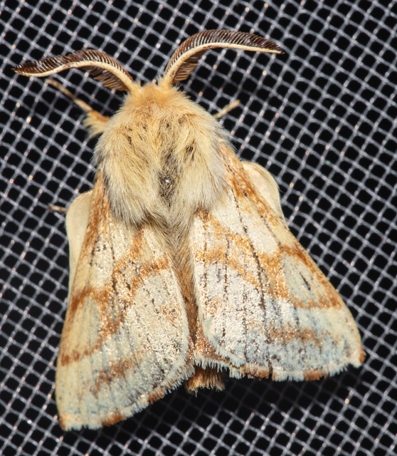 Malacosoma castrensis - kutyatejszövő