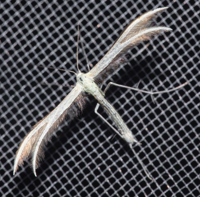 Pterophoridae - tollasmolyfélék
