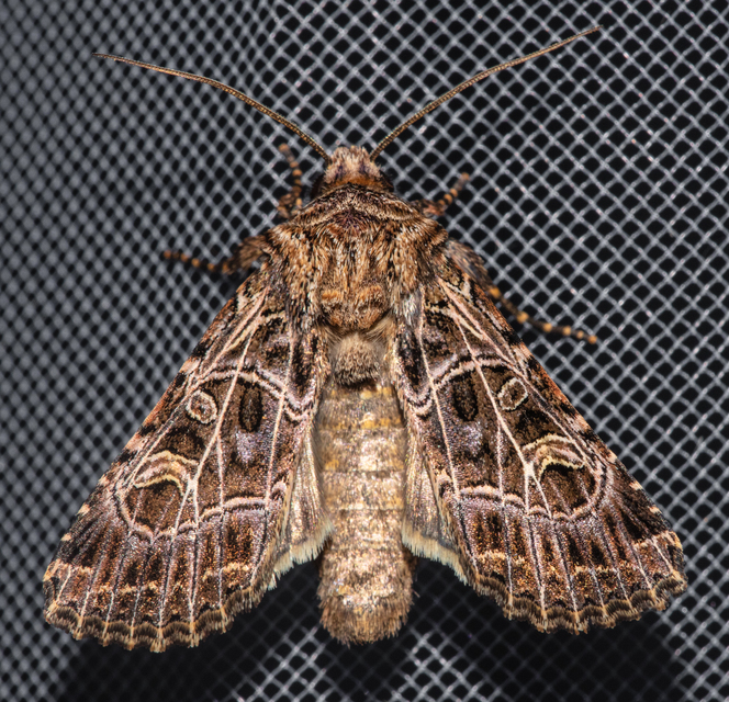 Heliophobus reticulata - fehéreres kertibagoly