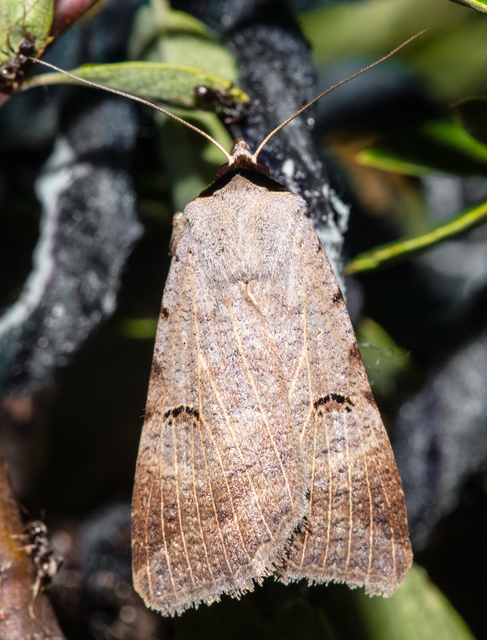 Lygephila craccae - gyakori csüdfűbagoly