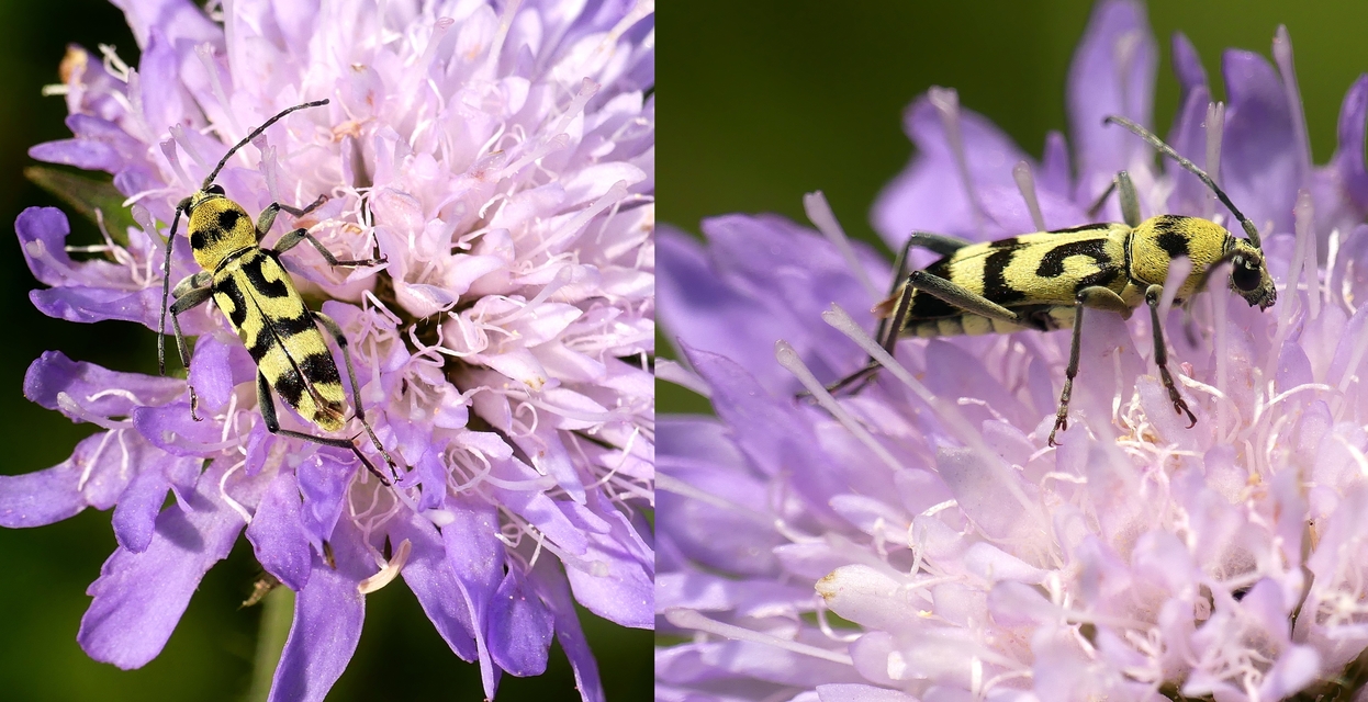 Chlorophorus varius - díszes darázscincér