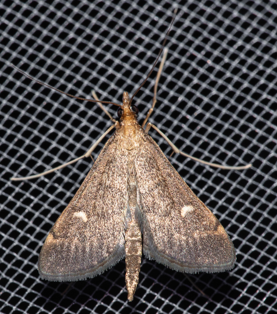 Dolicharthria punctalis - hosszúlábú tűzmoly