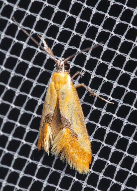 Batia internella/lambdella