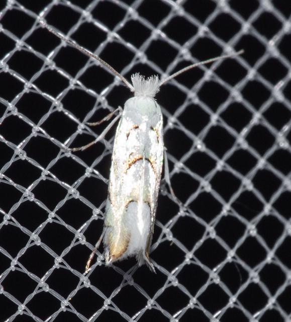 Phyllonorycter abrasella - cseraknázó sátorosmoly