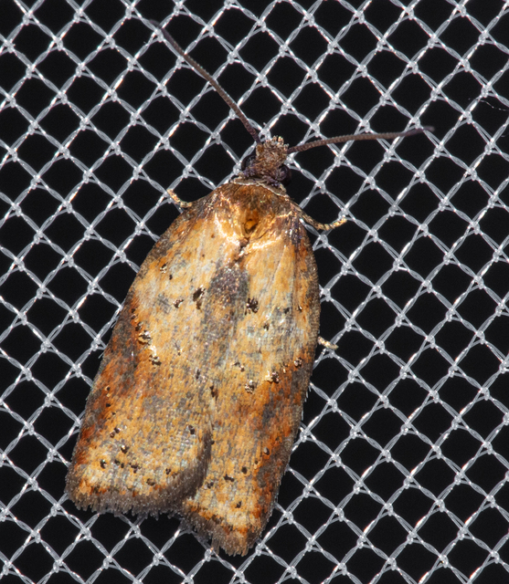 Acleris schalleriana - ostorménfa-levélmoly
