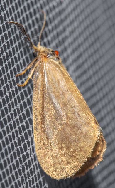 Bijugis bombycella - alkonyati zsákhordólepke