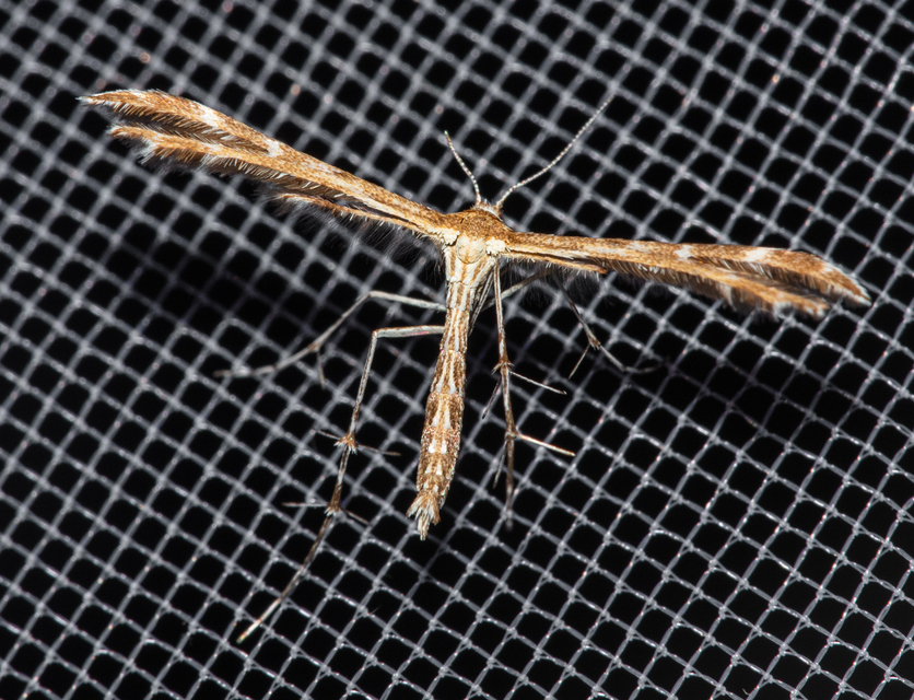 Pterophoridae - tollasmolyfélék