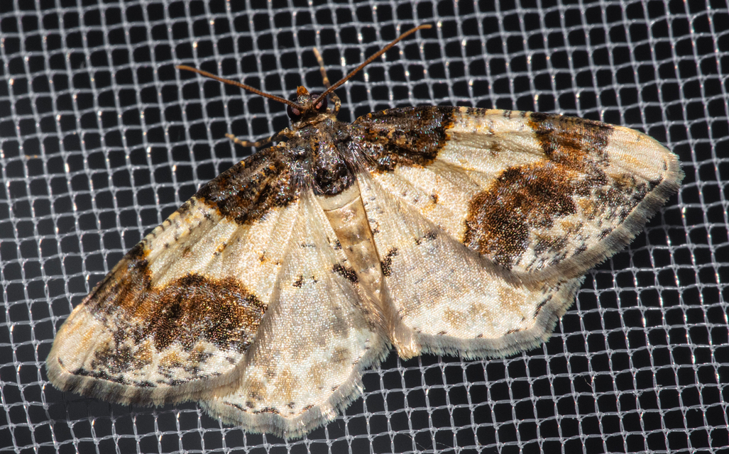 Ligdia adustata - barna levélaraszoló