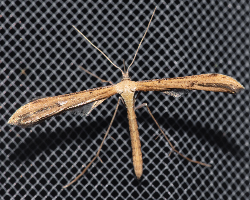 Pterophoridae - tollasmolyfélék