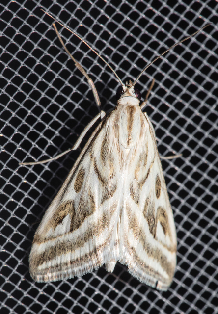 Loxostege aeruginalis - cifra tűzmoly