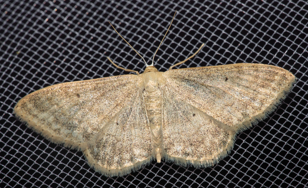Idaea deversaria - egyszínű sávosaraszoló
