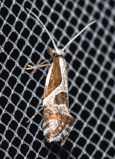 Rhigognostis hufnagelii - keresztes tarkamoly