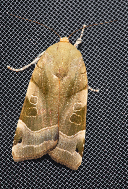 Noctua fimbriata - szélessávú sárgafűbagoly