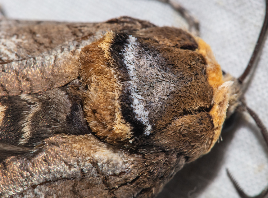 Cossus cossus - fűzfarontólepke