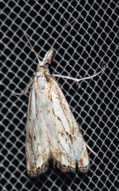 Catoptria falsella - hálós fűgyökérmoly