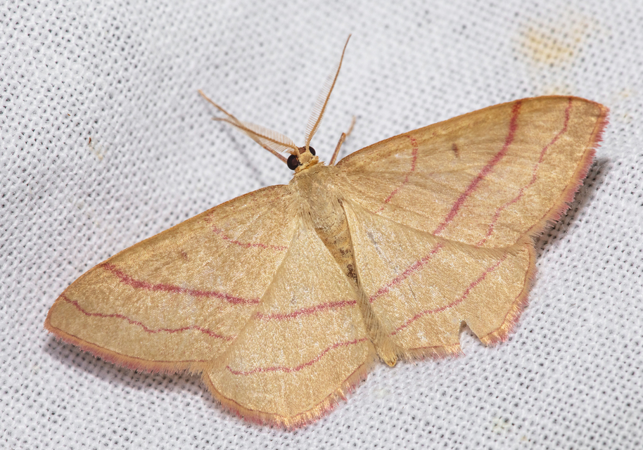 Rhodostrophia vibicaria - pirosszélű araszoló