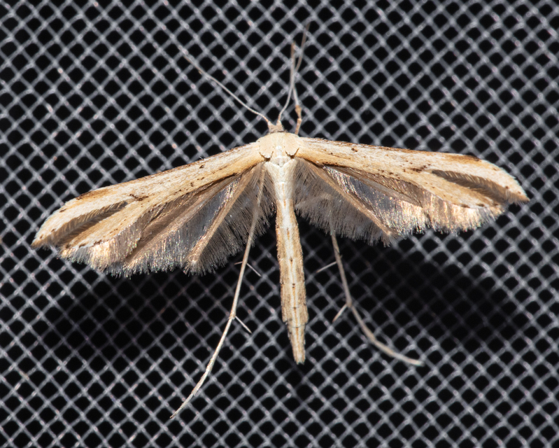 Pterophoridae - tollasmolyfélék