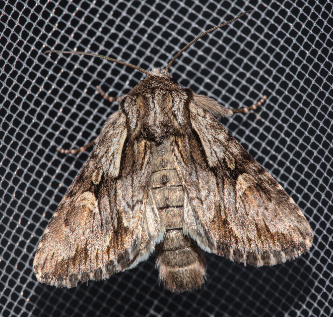 Chloantha hyperici - orbáncfű-sugarasbagoly