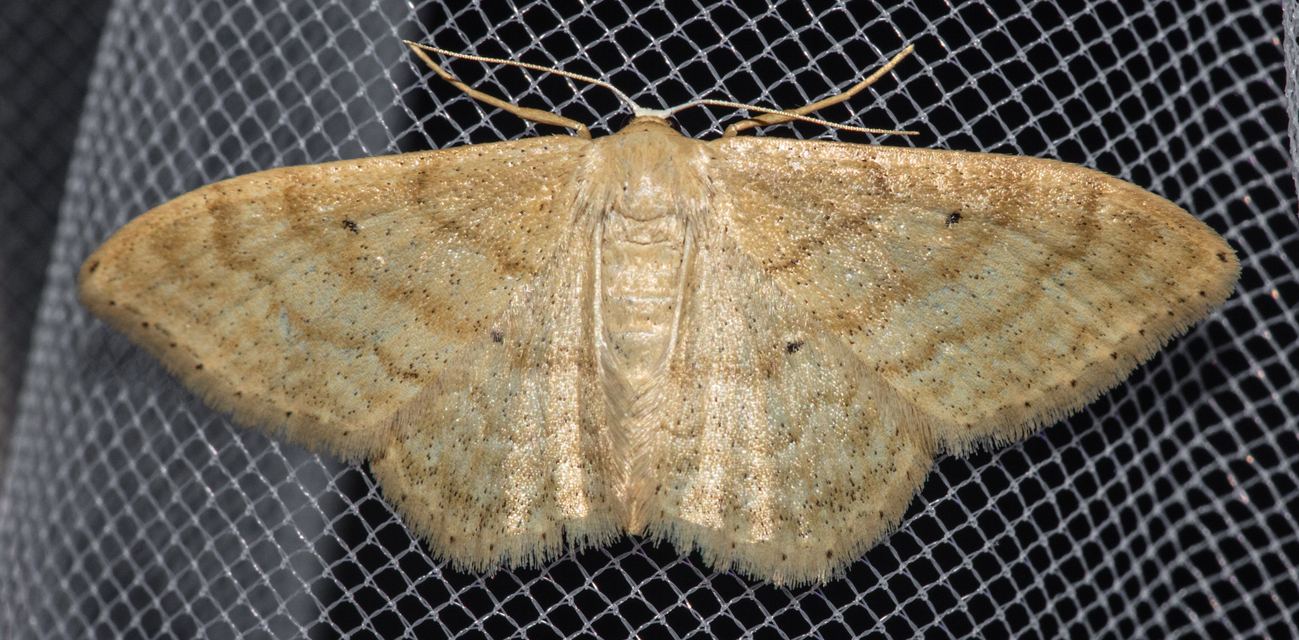 Idaea rufaria - vörhenyes sávosaraszoló
