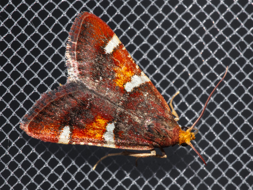 Pyralis regalis - pompás fényilonca