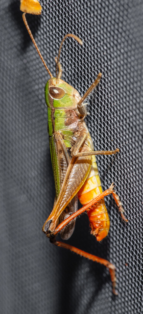 Stenobothrus nigromaculatus - sztyeppréti sáska