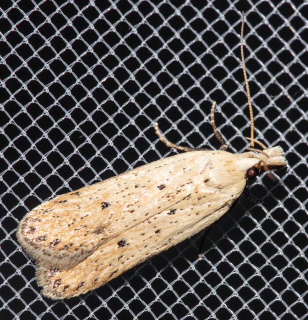 Nothris verbascella - okkersárga sarlósmoly