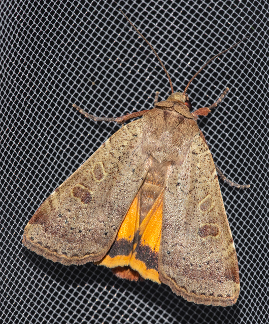 Noctua comes - kis sárgafűbagoly
