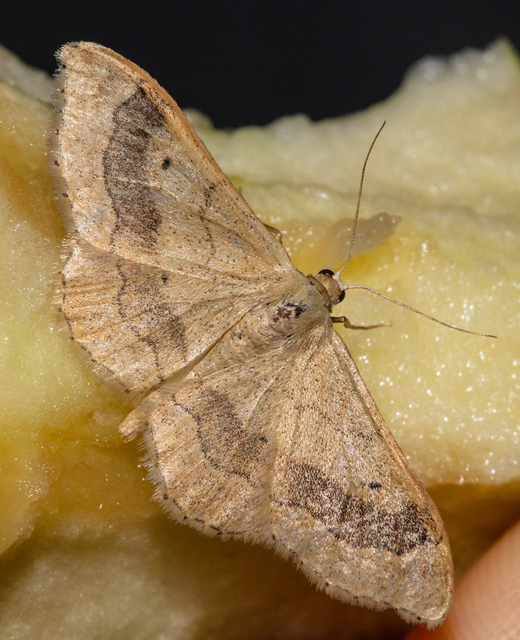 Idaea aversata - nagy sávosaraszoló